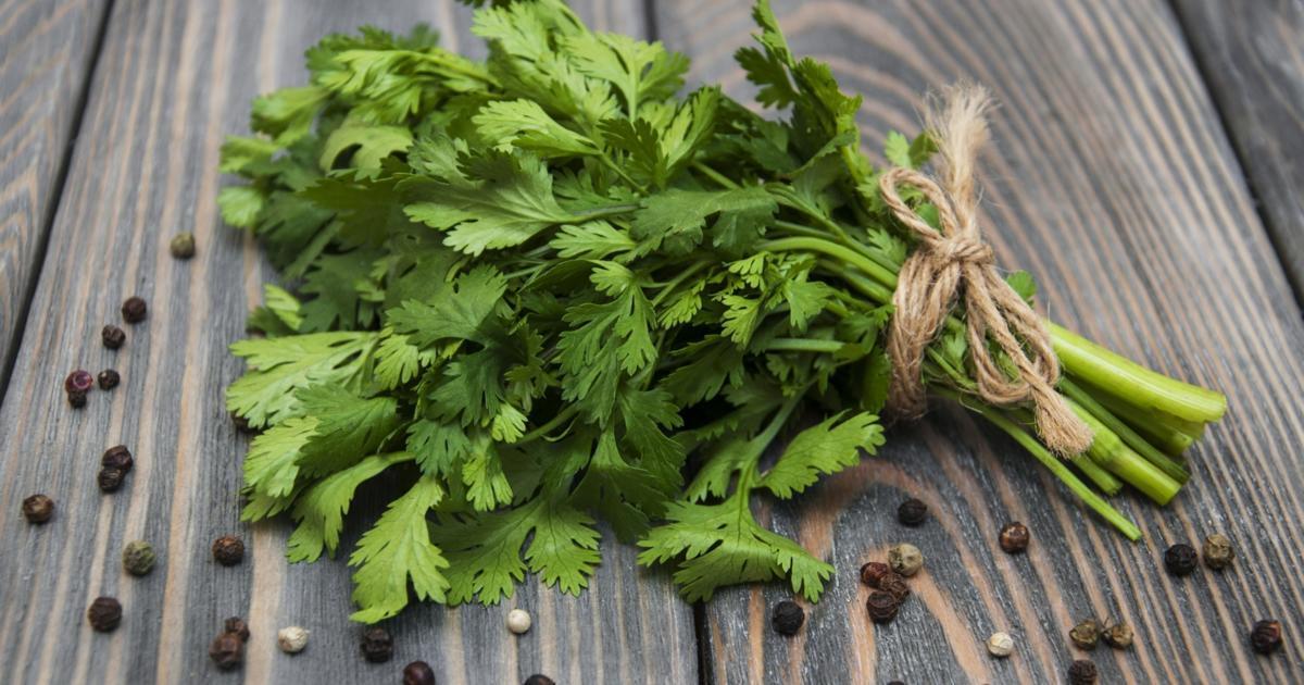Celery Leaves Have Many Health Benefits for Men