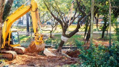 What Are the Benefits of Efficient Tree Removal and Stump Services