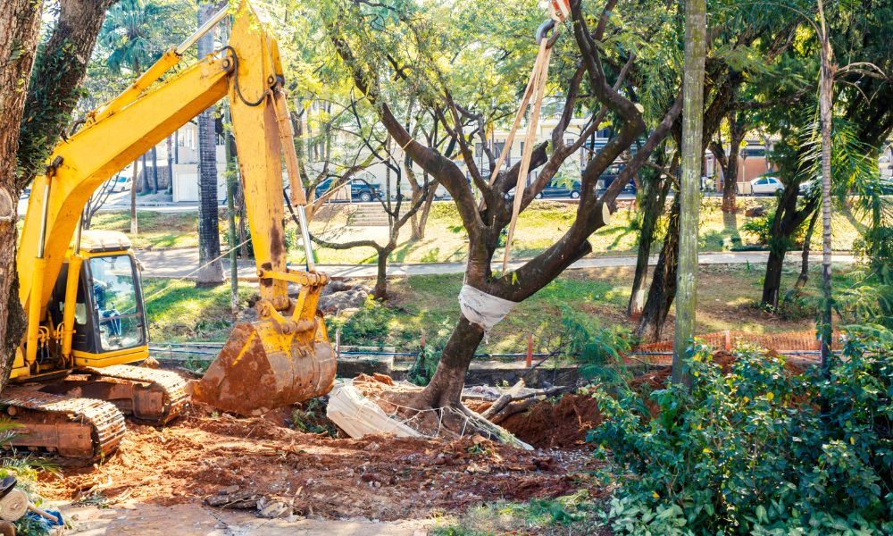 What Are the Benefits of Efficient Tree Removal and Stump Services